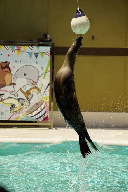 水族館撮り