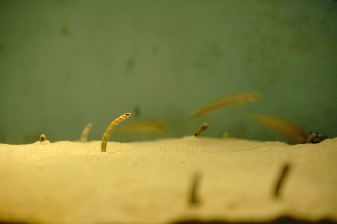 水族館撮り