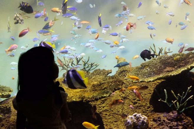 水族館撮り