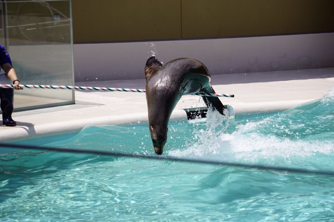 水族館撮り