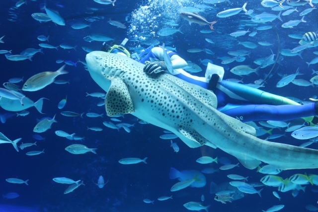 カメラ教室　水族館撮り