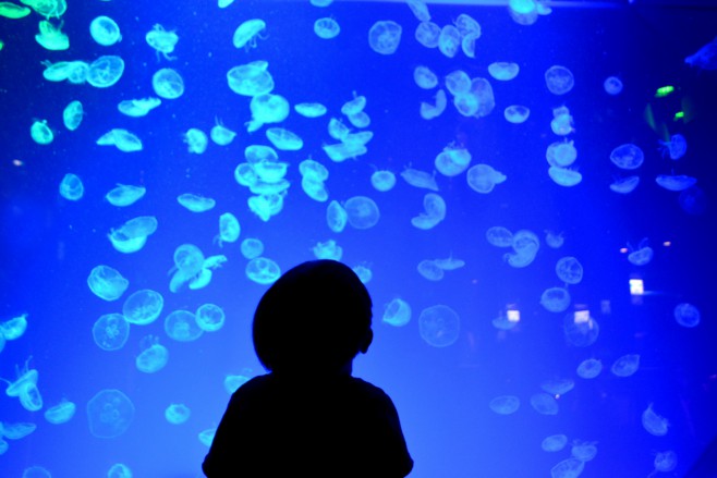 カメラ教室　水族館撮り