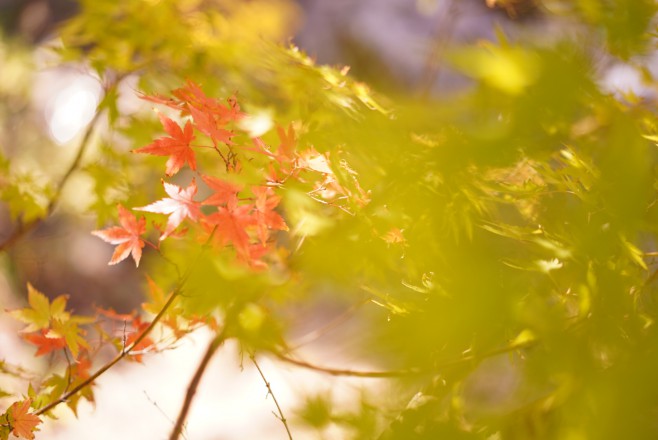 山口　カメラセミナー　紅葉