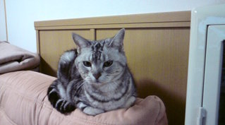 20100202190713