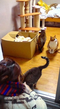 VAIO オーディオ 猫